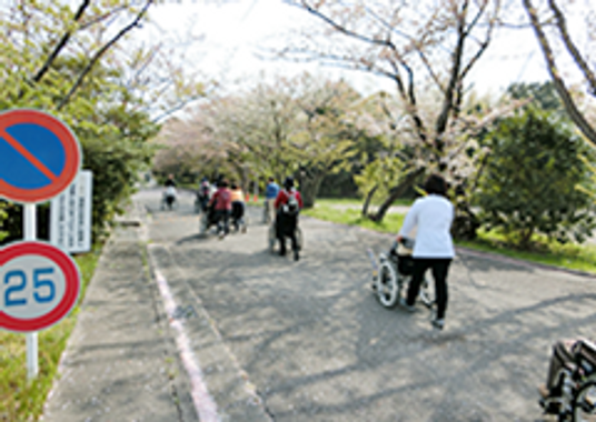 桜並木の散歩道