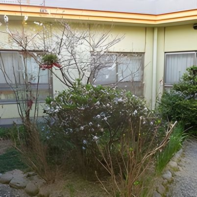 癒しの緑あふれる庭