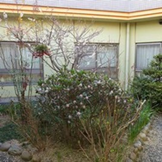 癒しの緑あふれる庭