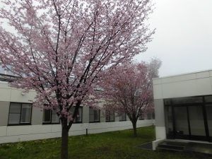 桜のある中庭  