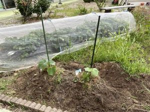 野菜畑のある庭  