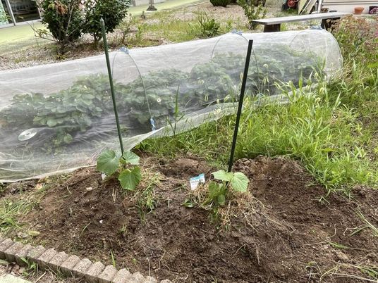 野菜畑のある庭  