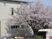 桜の木がある中庭  