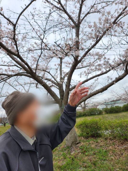 桜を楽しむ人の図  