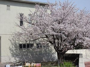 桜が咲く中庭  