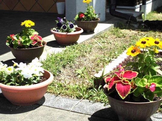 花壇のある庭  