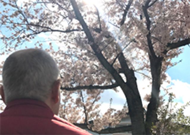 桜を見る男性の背中