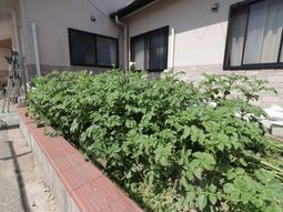 緑あふれる施設の庭