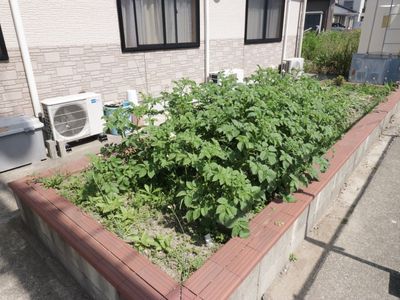 手入れされた施設の庭