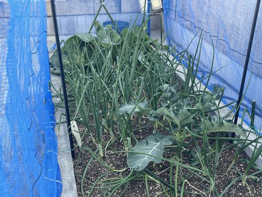 小さな菜園