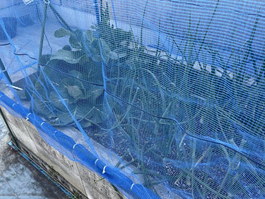 植え込みスペース