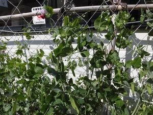緑の植栽がある庭  