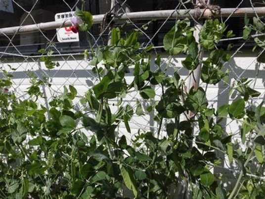 緑の植栽がある庭  
