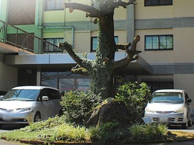緑に囲まれた庭 外観 敷地の中心には、大きな木が植えられており、周辺は緑豊かな雰囲気です。魅力的な環境です。