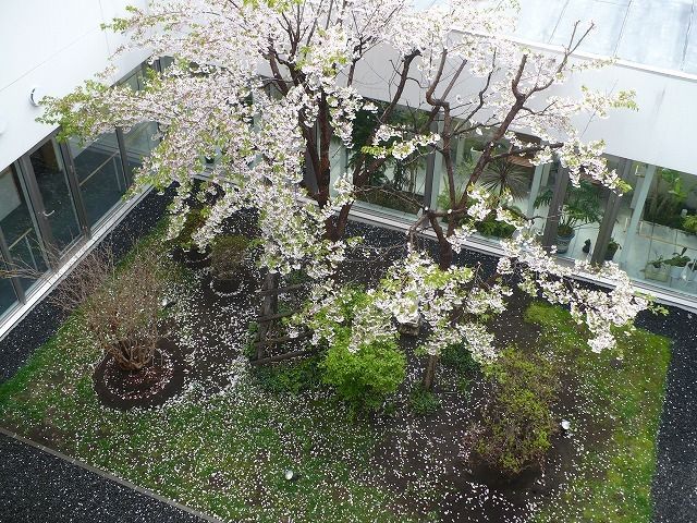 春の中庭の景色 中庭 桜の花が咲き誇る落ち着いた中庭です。四季の移り変わりを感じながら、ゆったりとした時間を過ごせます。