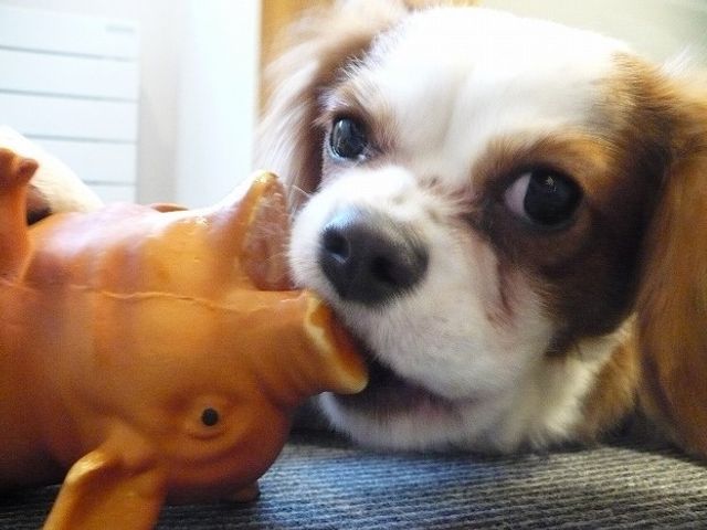 犬とおもちゃのクローズアップ 小型犬 スタッフが患者様に寄り添う心温まる姿が感じられます。日々の癒しを提供することへの配慮が垣間見える瞬間です。