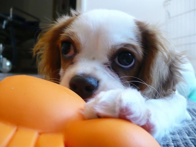 小型犬