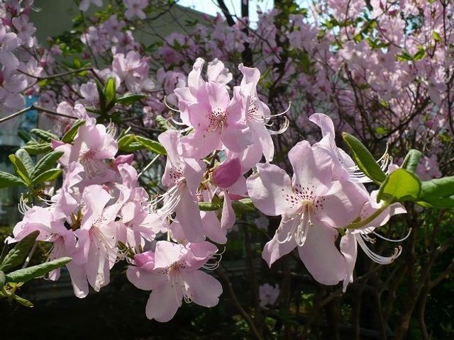 春の花々が咲く中庭 庭 花が美しく咲く中庭は、心を和ませる癒しの空間です。自然に触れ合える環境が整っており、安らぎのひとときを提供します。