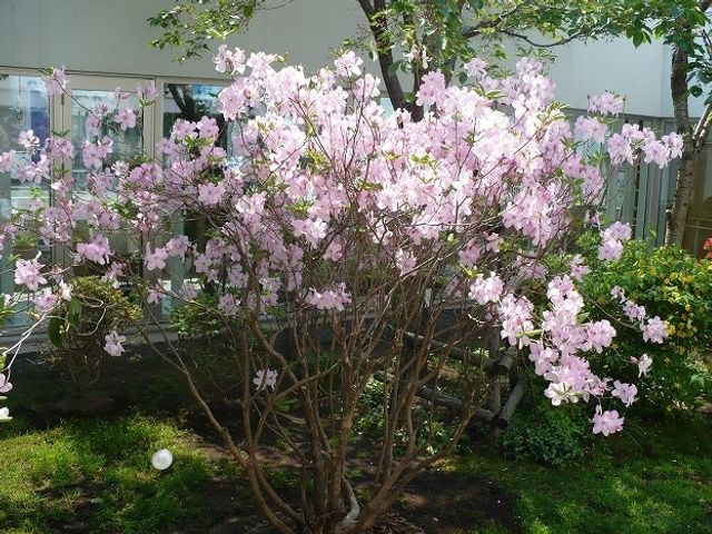 春の花が咲く中庭 中庭 中庭には美しい花が咲いており、季節の移り変わりを感じられる落ち着いた空間です。ご入居者様が自然を身近に感じながら、日々の憩いの時をお過ごしいただけます。
