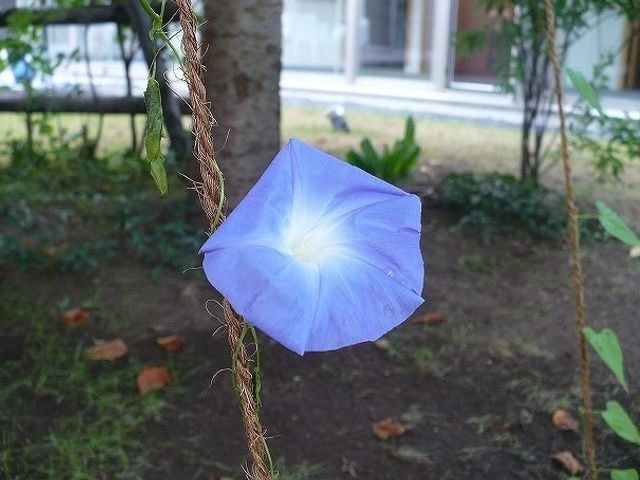 青い花が咲く中庭 庭 中庭に咲く一輪の花が、休憩時のひとときに穏やかな気持ちをもたらします。自然の息吹を感じながら、充実した毎日を過ごせる環境です。
