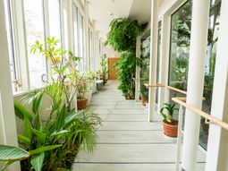 緑あふれる廊下