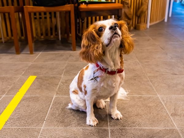 犬が座る施設の床