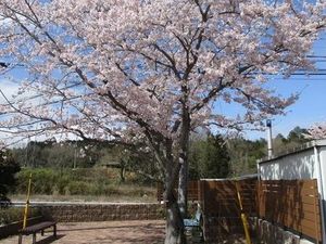 桜咲く庭  