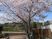 桜咲く庭  
