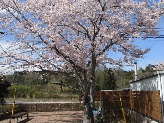 桜咲く庭  