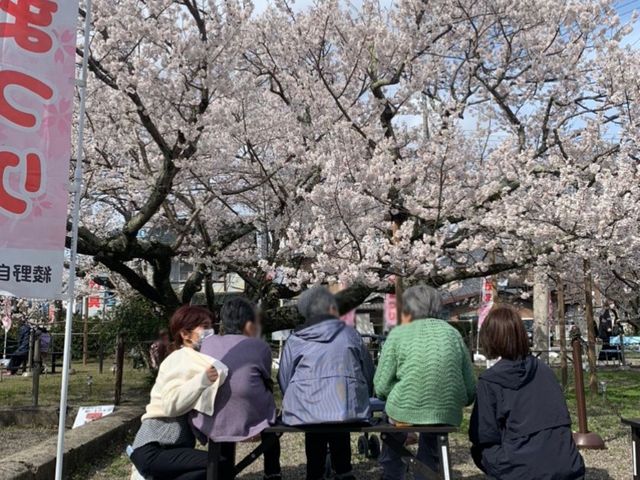 桜の下でくつろぐ人たち 庭 満開の桜の下で、皆さんが楽しそうに休憩しています。自然に囲まれてリラックスしたひと時です。