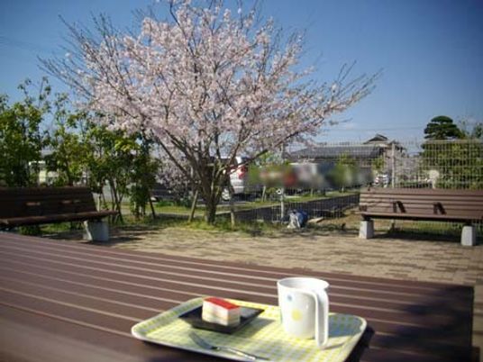桜が見える庭  