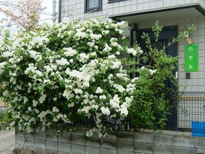 白い花が咲く外観  