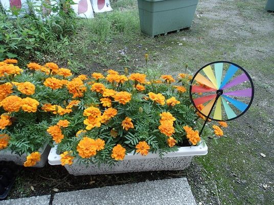 花壇と風車のある庭  