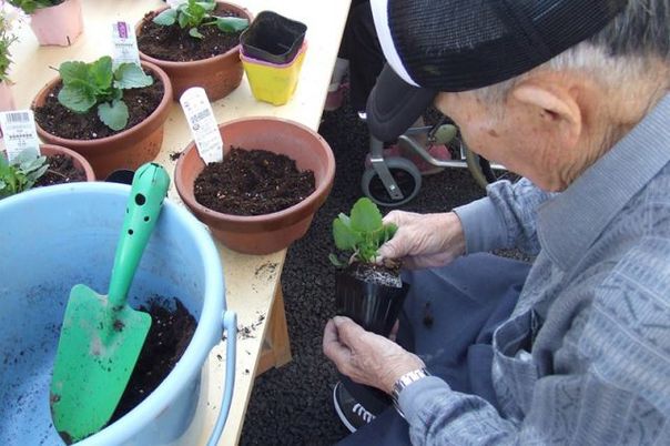 高齢者が植物を植える庭