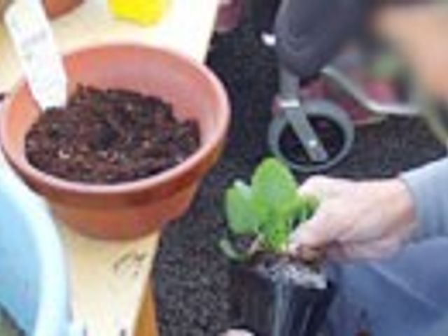 植物を植える様子 庭 温かい雰囲気の中で、居住者が植物を植えています。自然との触れ合いを感じられる庭です。