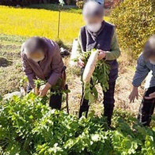 野菜の収穫体験風景