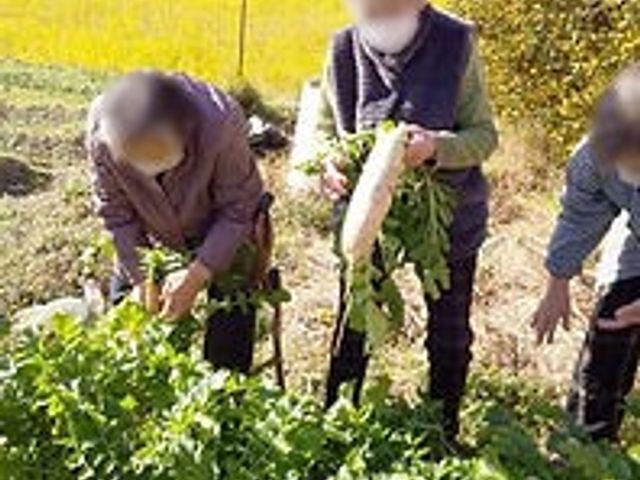 野菜の収穫体験風景 庭 野菜を収穫する体験ができます。自然に囲まれた場所で、のびのびと作業が楽しめます。