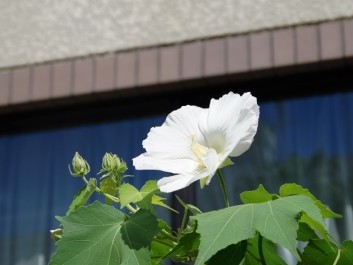 介護老人保健施設 ケアセンター 回生の外観