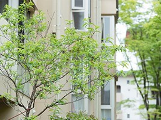 緑のある建物外観  