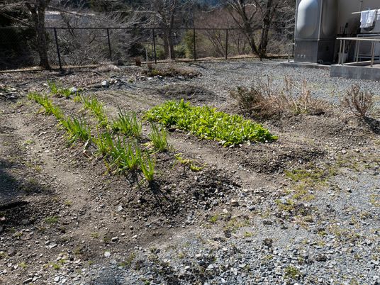 緑の植物が生い茂る庭