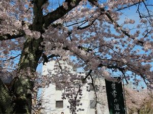 春の桜と施設外観