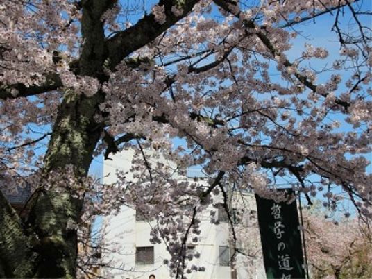 春の桜と施設外観