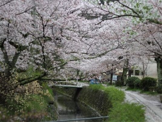 満開の桜並木