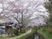 桜並木のある中庭風景