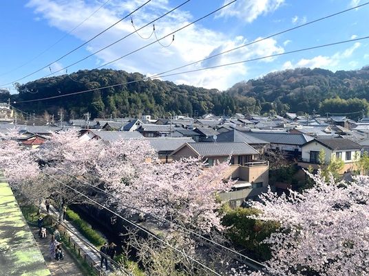 桜の咲く街並み