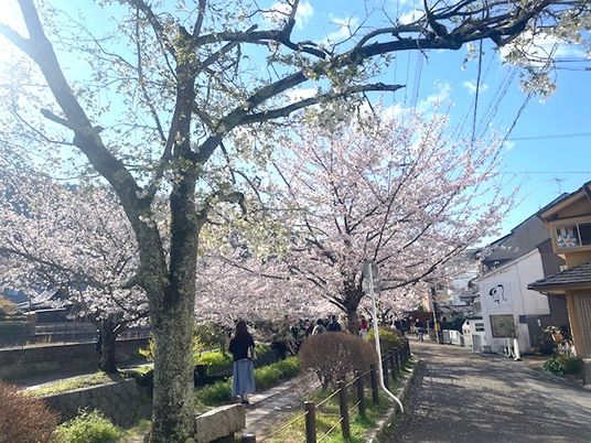 桜の咲く敷地の外観