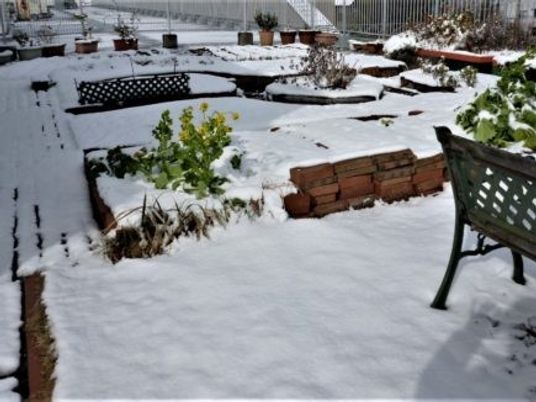 雪に覆われた庭  
