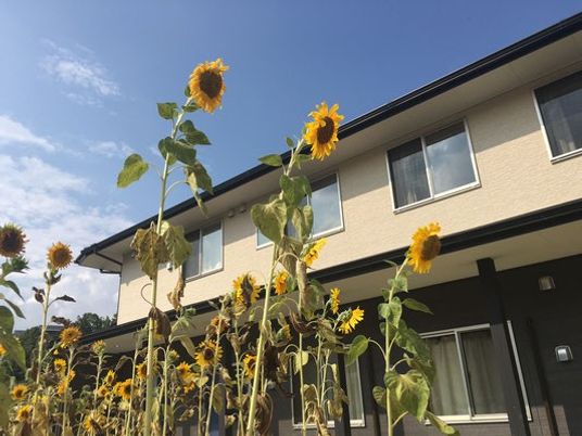 ひまわりと建物外観  