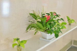 彩り豊かな植物装飾