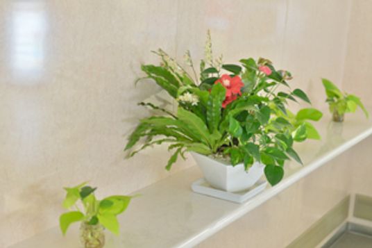 彩り豊かな植物装飾